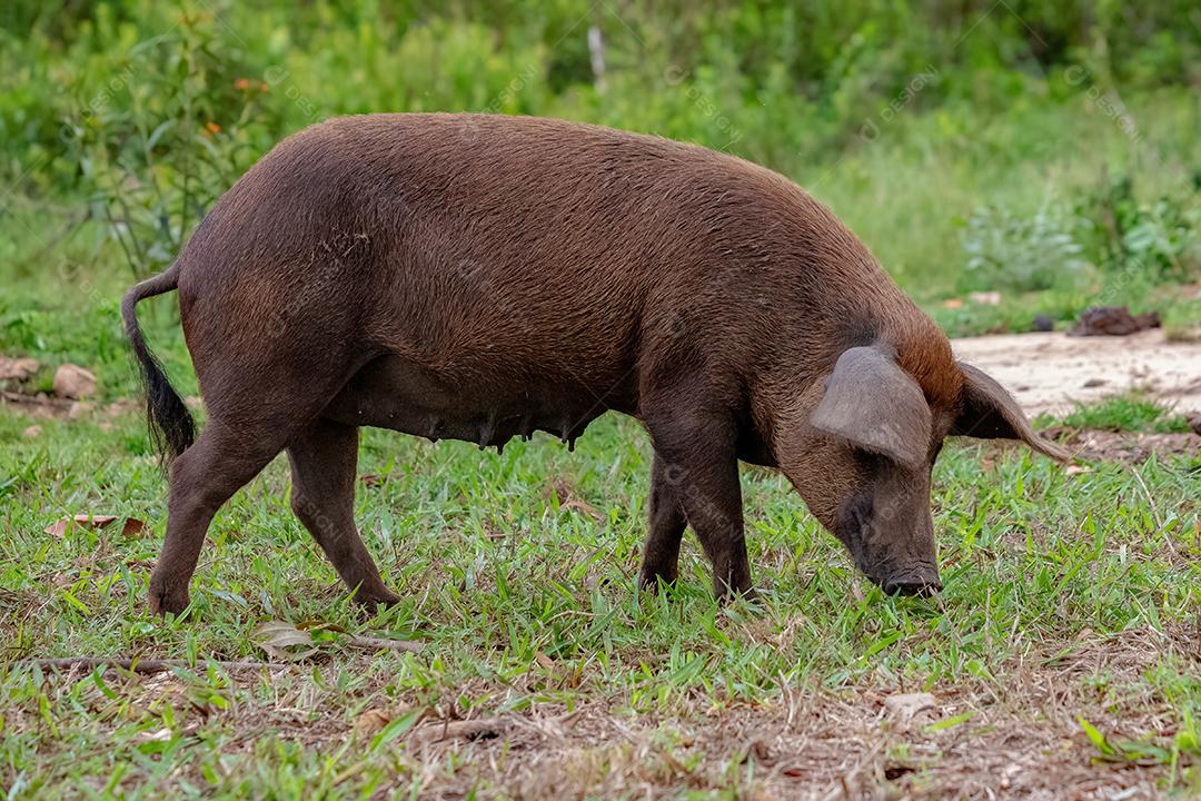 Porco criado em um chiqueiro ao ar livre
