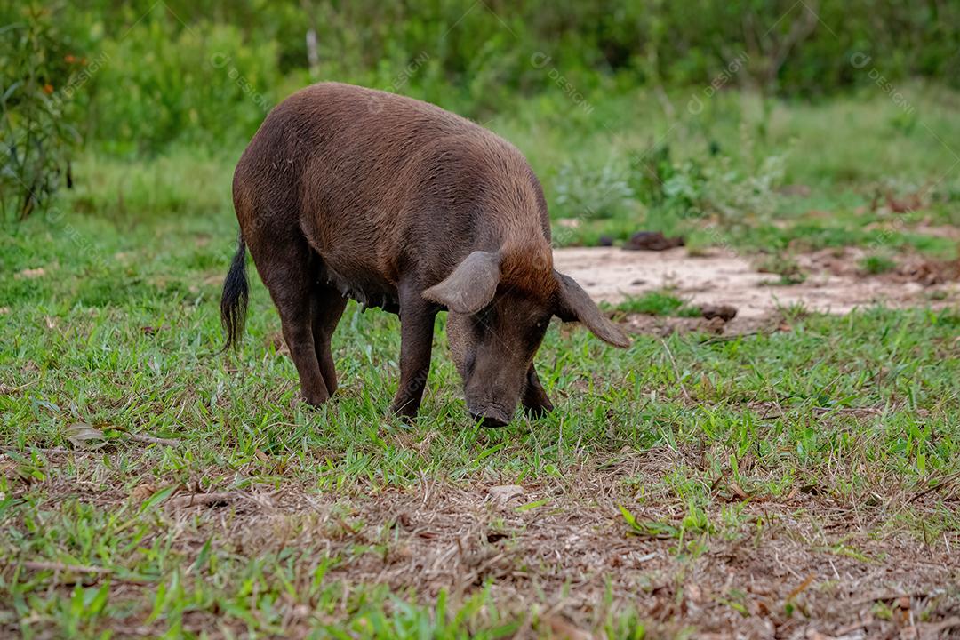 Porco criado em um chiqueiro ao ar livre