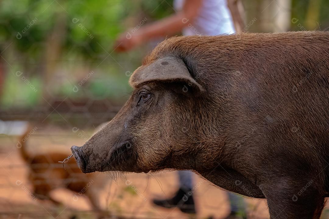 Porco criado em um chiqueiro ao ar livre