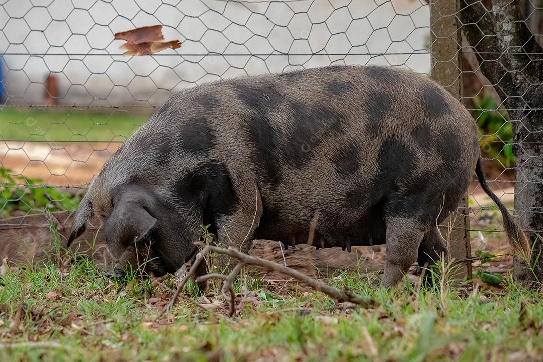 Porco criado em um chiqueiro ao ar livre
