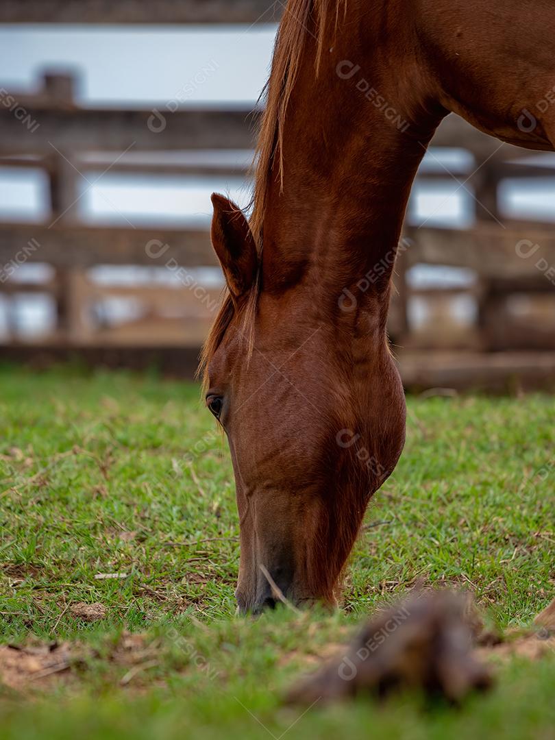 Cavalo descansando em uma área de pastagem