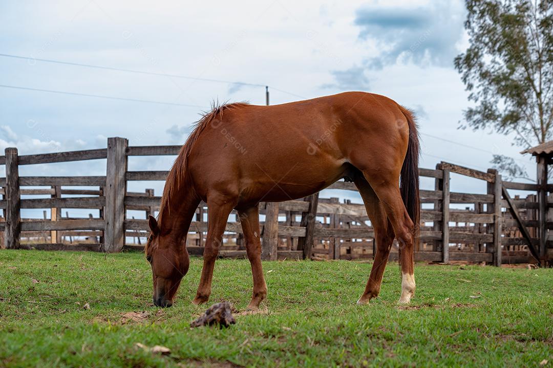 Cavalo descansando em uma área de pastagem