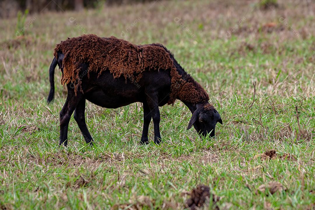 Ovelhas marrons adultas