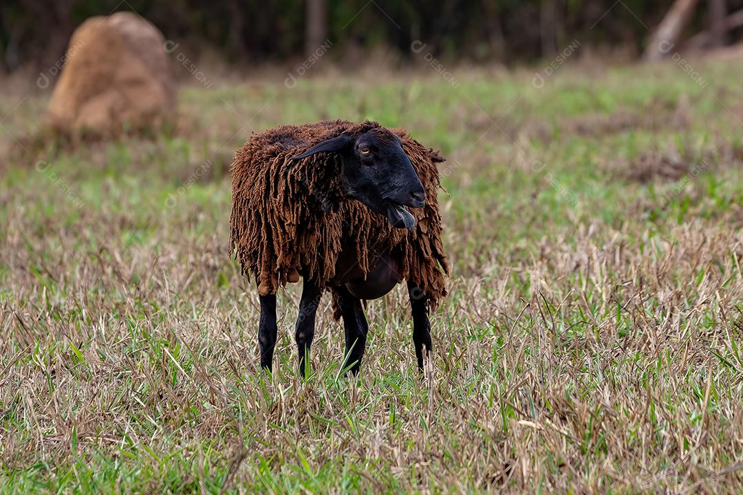 Ovelhas marrons adultas