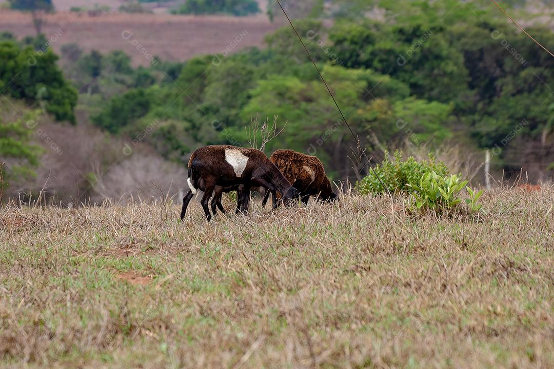 Ovelhas marrons adultas