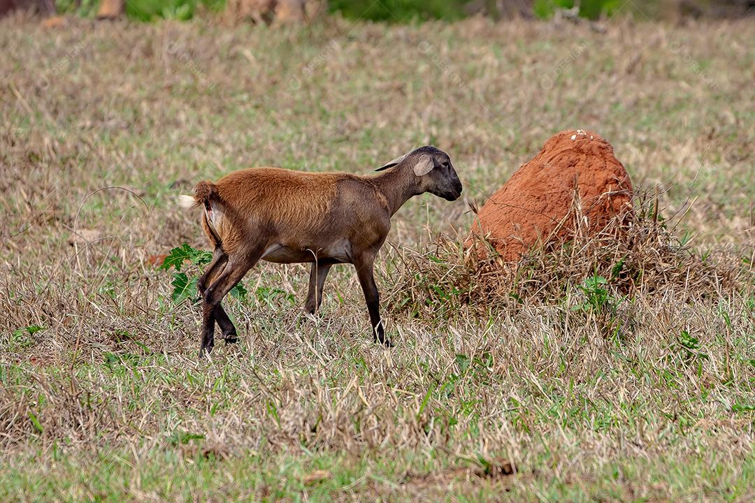 Ovelhas marrons adultas