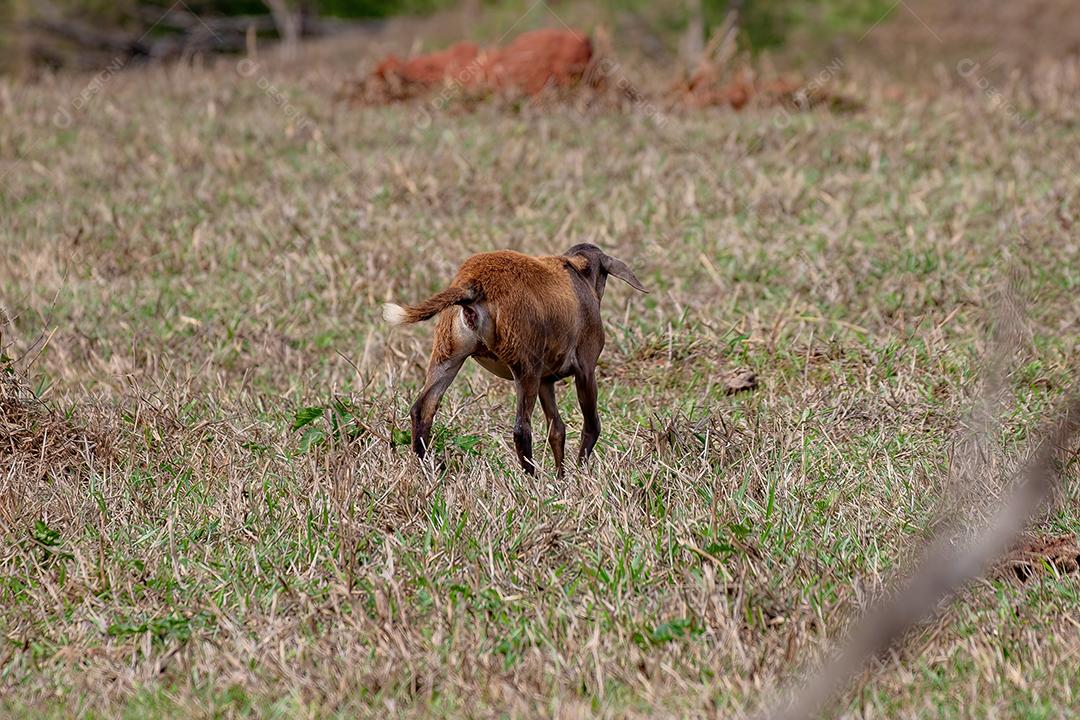 Ovelhas marrons adultas
