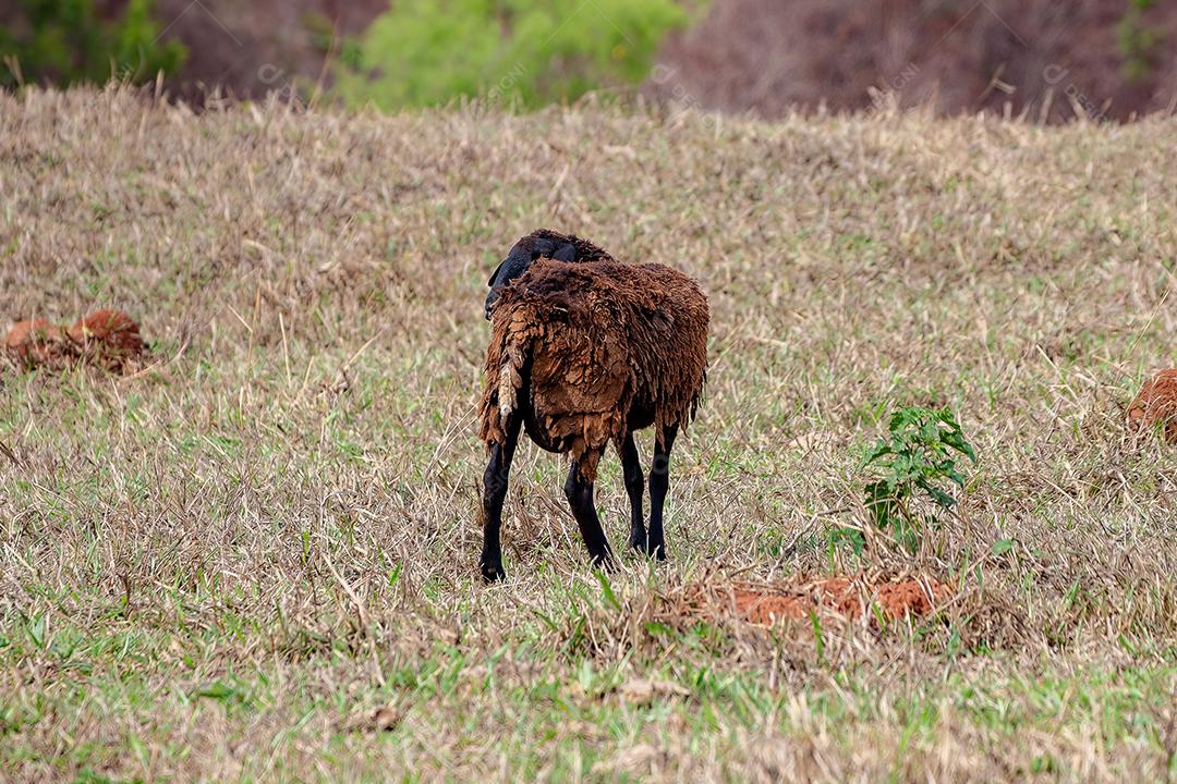 Ovelhas marrons adultas