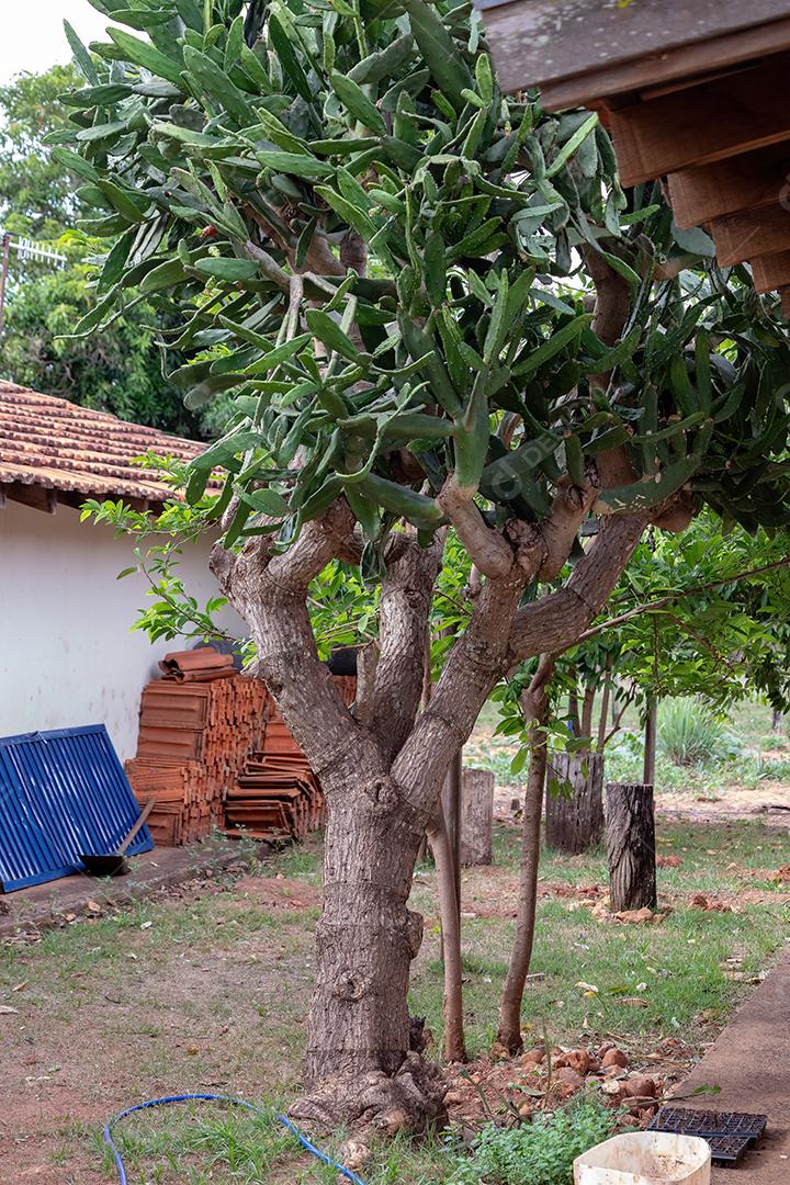 Planta de Cacto de Pera Espinhosa