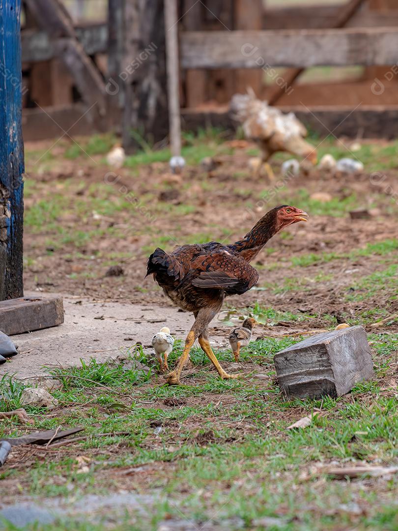 frango animal doméstico