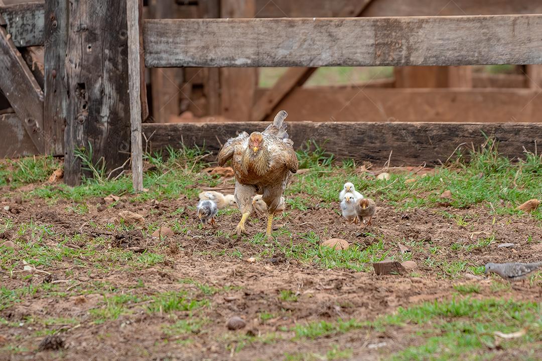 frango animal doméstico