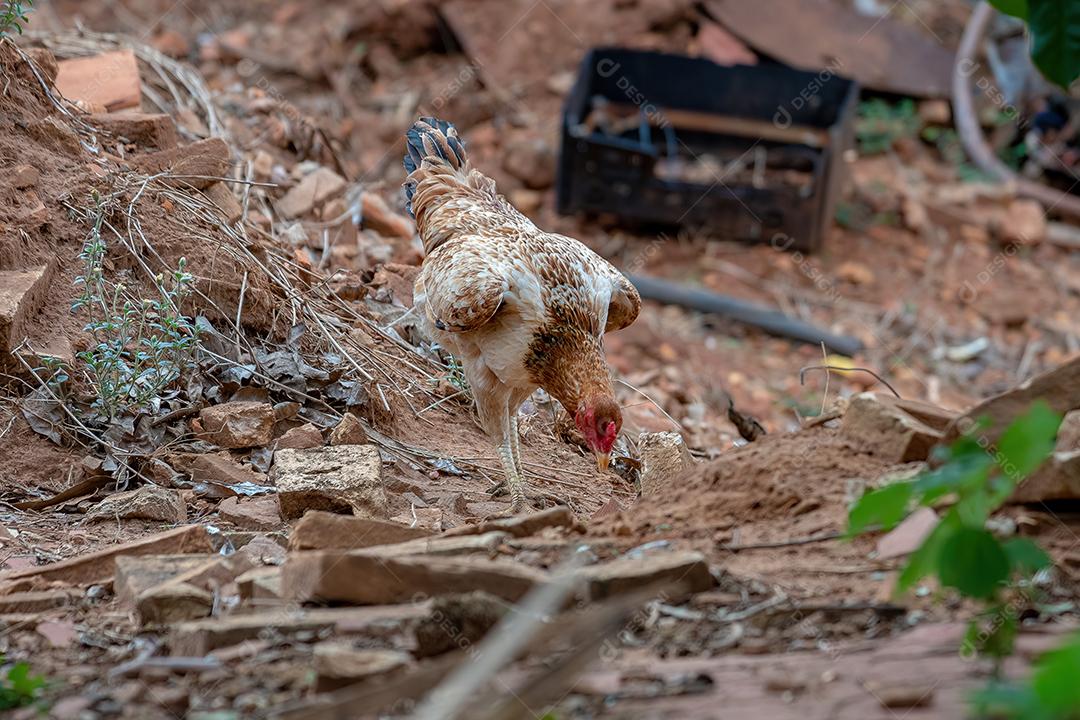frango animal doméstico