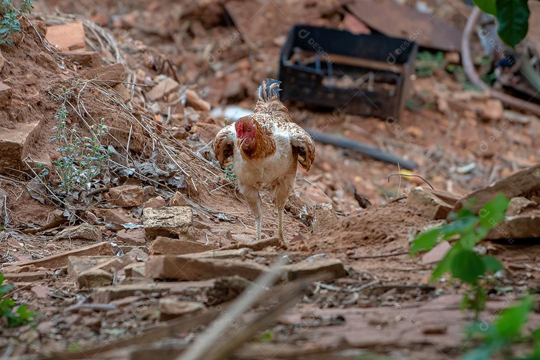 frango animal doméstico
