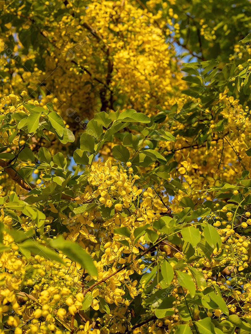 Flores amarelas da árvore da chuva dourada