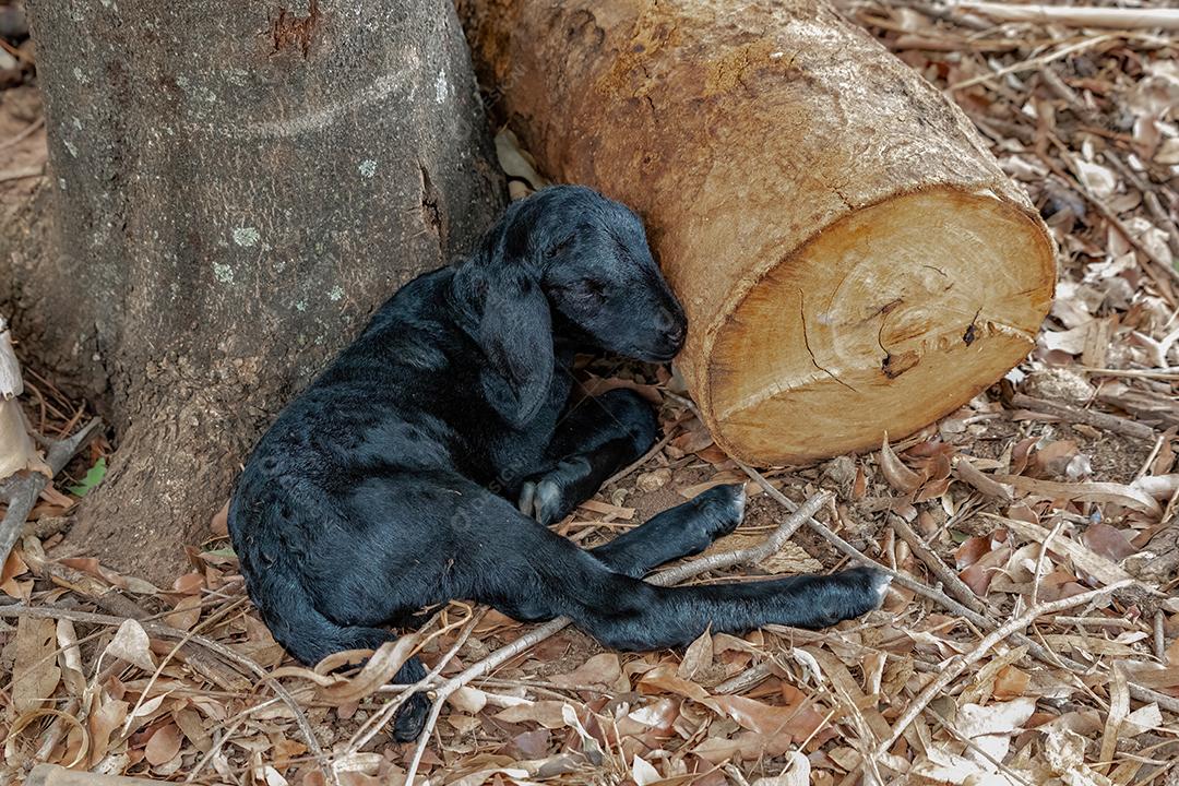 filhote de ovelha preto pouco sozinho em uma fazenda
