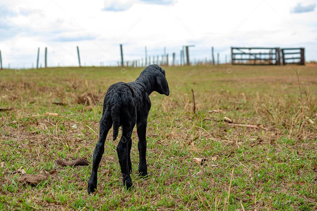 filhote de ovelha preto pouco