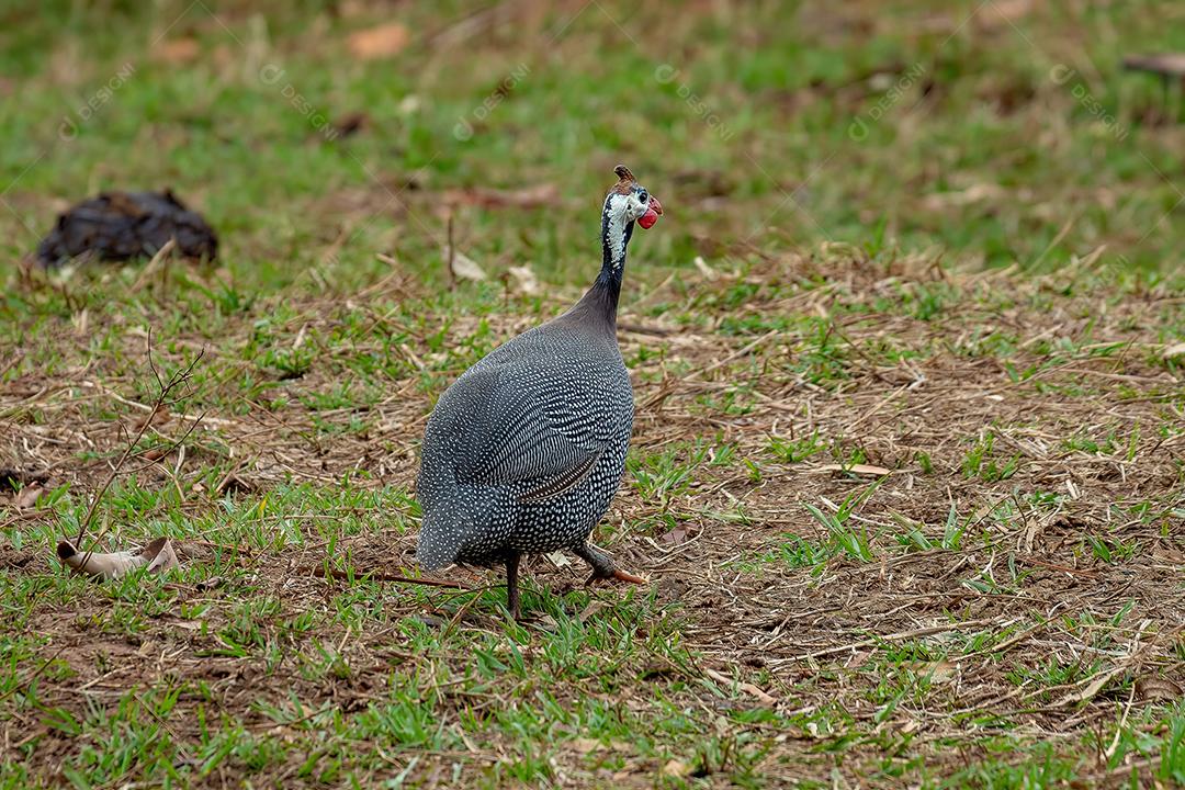 Pássaro-da-índia com capacete