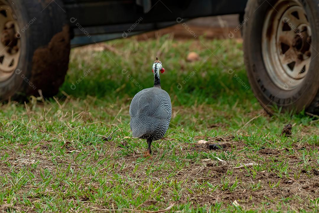 Pássaro-da-índia com capacete