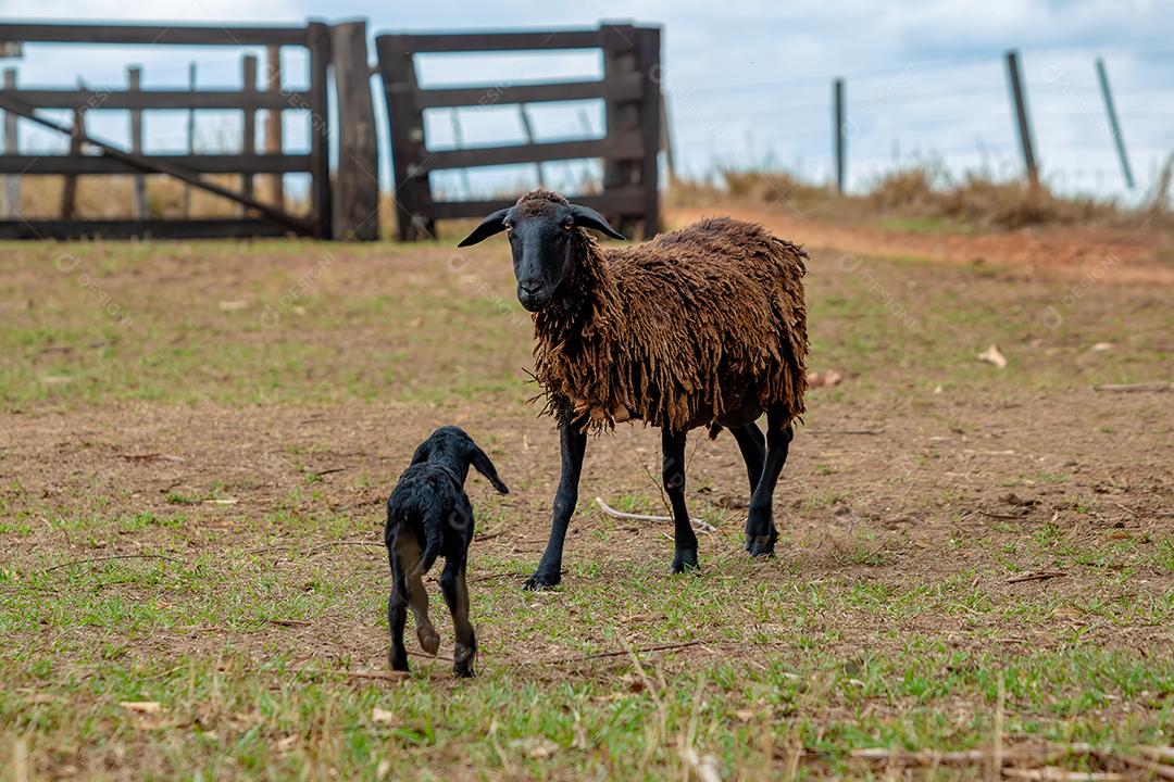 filhote de ovelha preto pouco e sua mãe