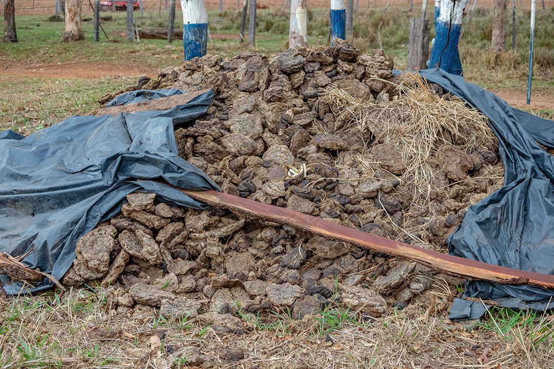 Monte de fezes de vaca