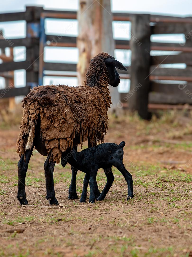 filhote de ovelha preto pouco e sua mãe