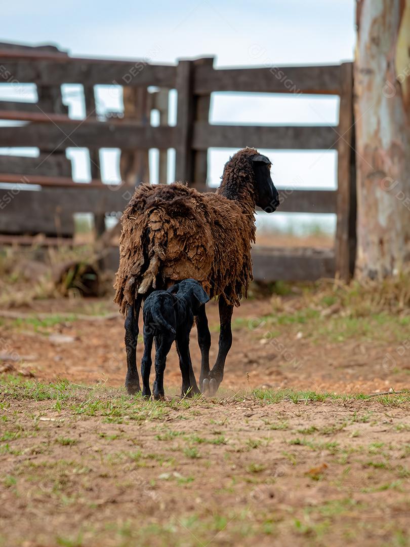 filhote de ovelha preto pouco e sua mãe