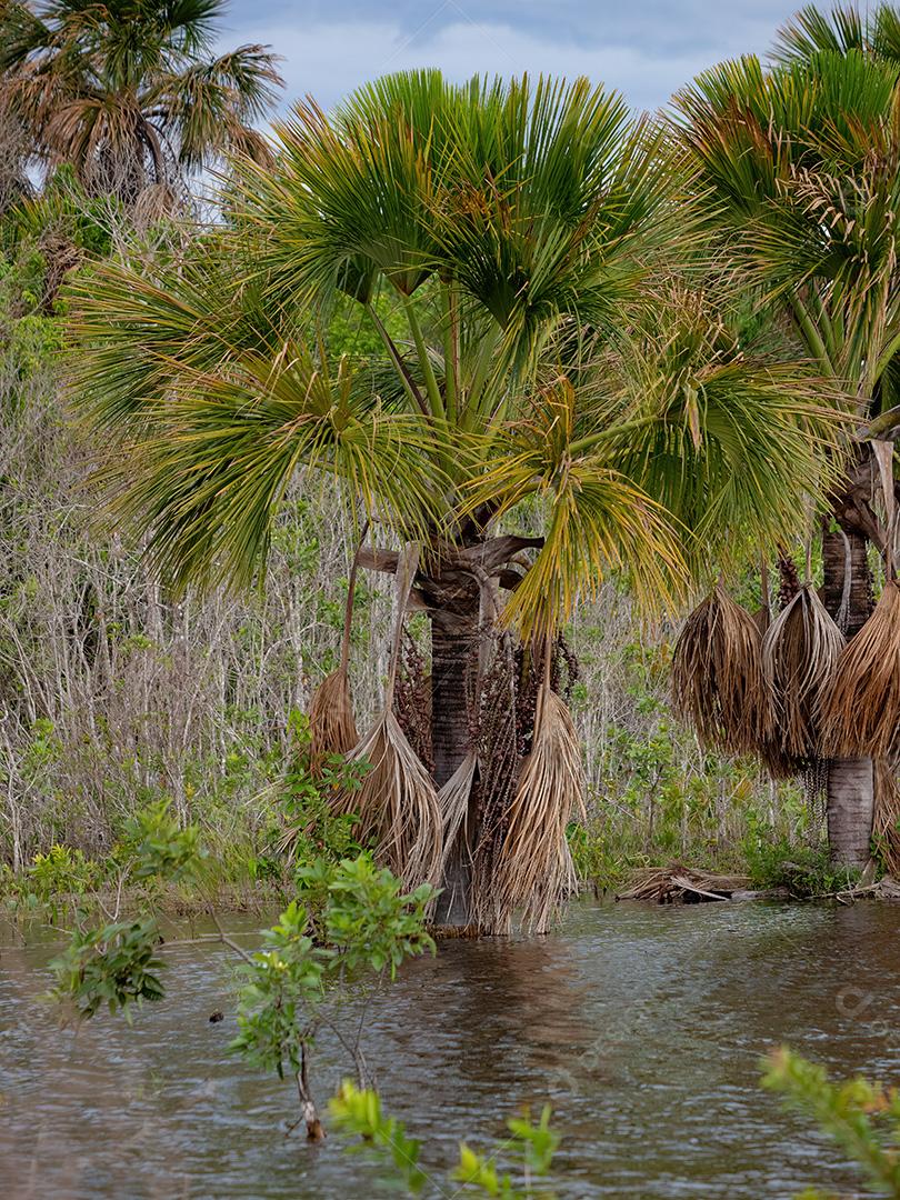 Palmeira Moriche buriti
