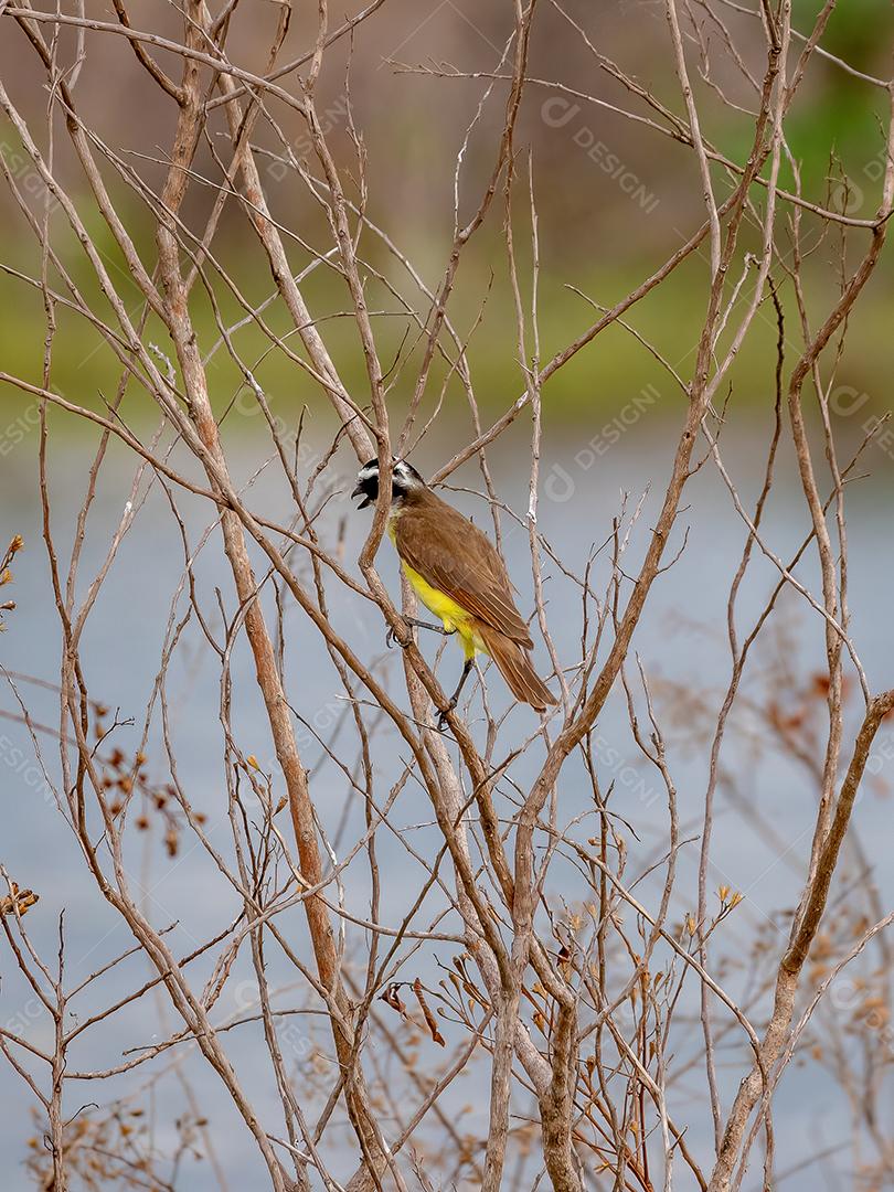 Grande Kiskadee adulto