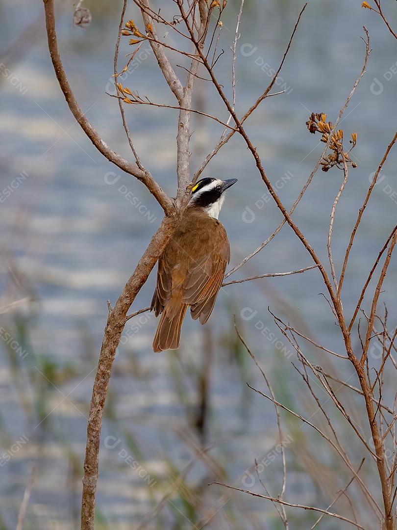 Grande Kiskadee adulto