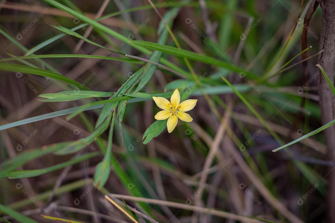 Flor de planta de grama pequena