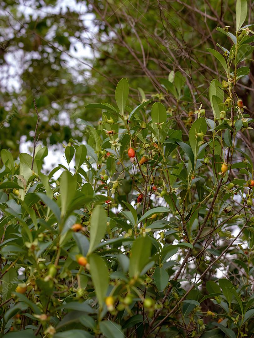 Frutos da Cereja do Rio Grande