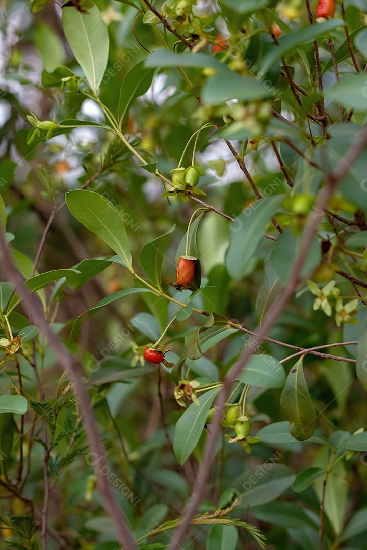 Frutos da Cereja do Rio Grande