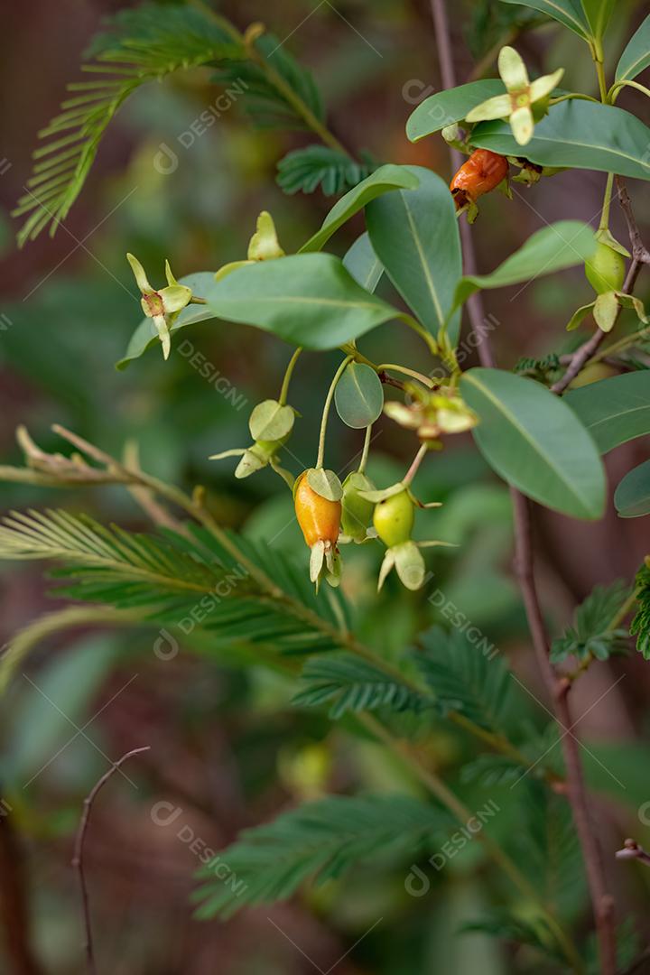 Frutos da Cereja do Rio Grande