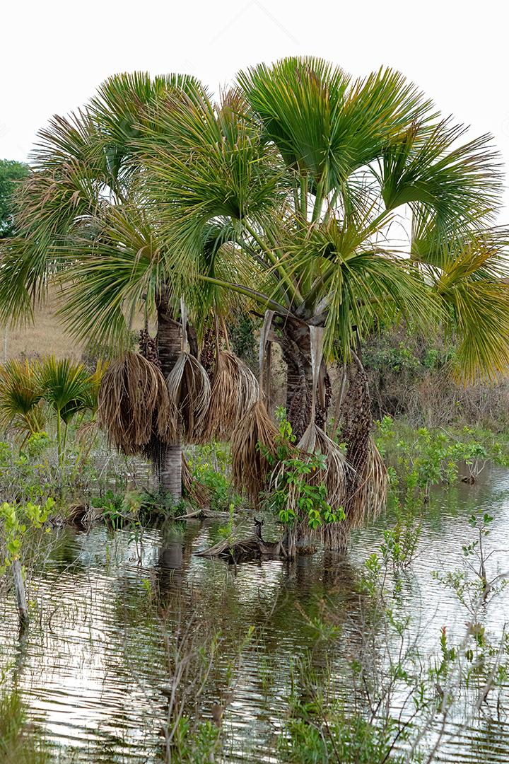 Palmeira Moriche buriti