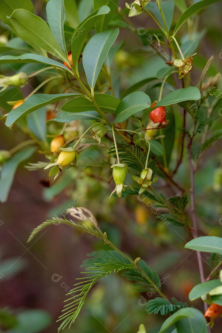 Frutos da Cereja do Rio Grande