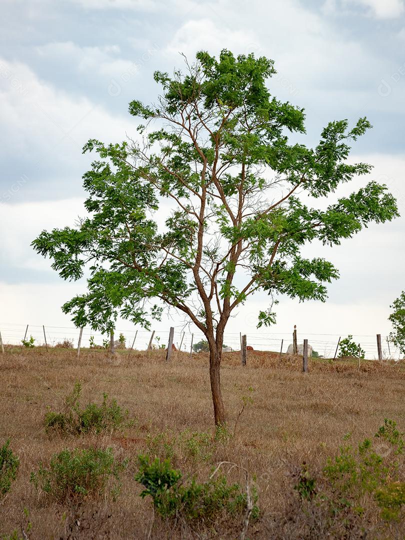 árvore de angiosperma dicotyledonous
