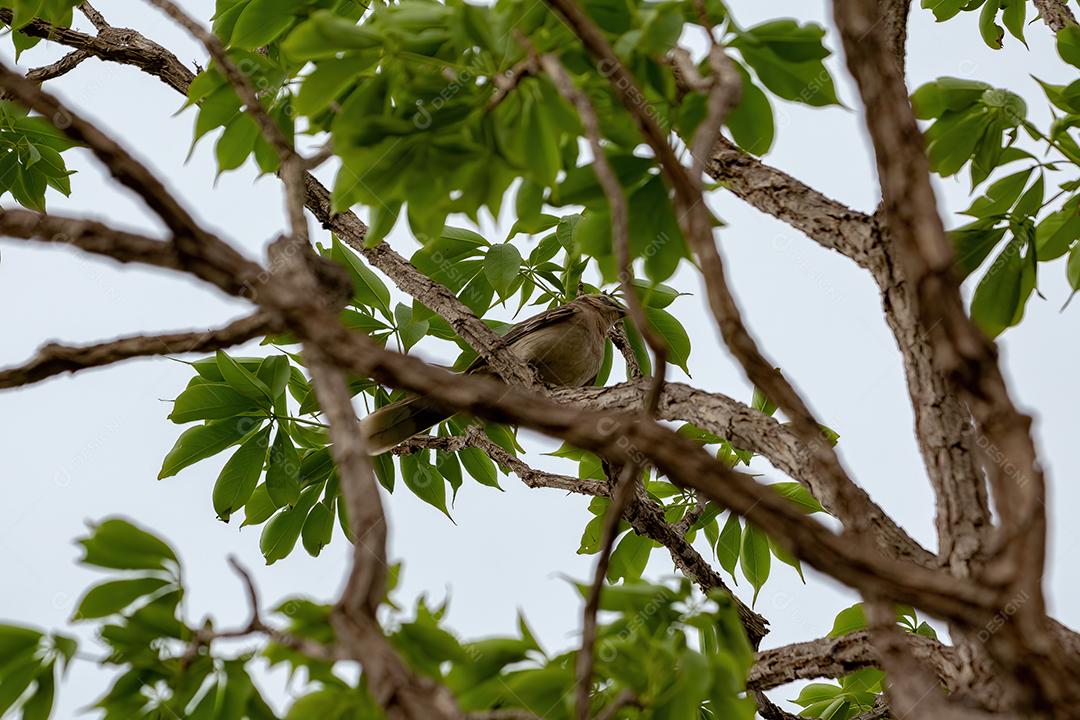 Animal Giz de Pele de Mockingbird