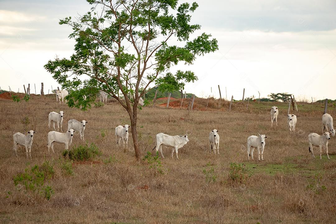 Grupo de vacas em uma área de pastagem