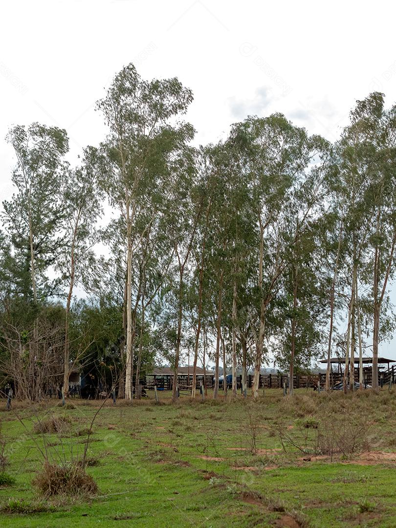 Árvores altas de eucalipto