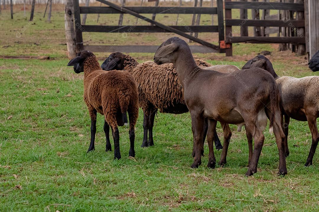 Adult brown sheep