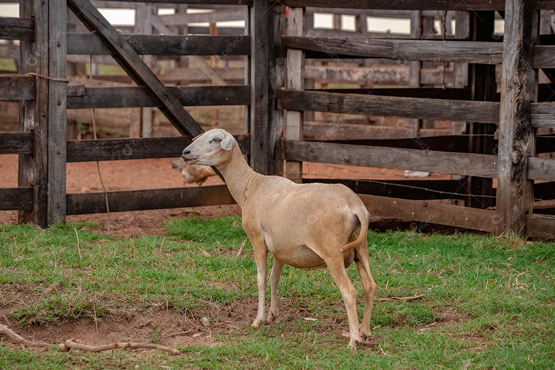 Ovelhas brancas adultas sozinhas na área de pastagem