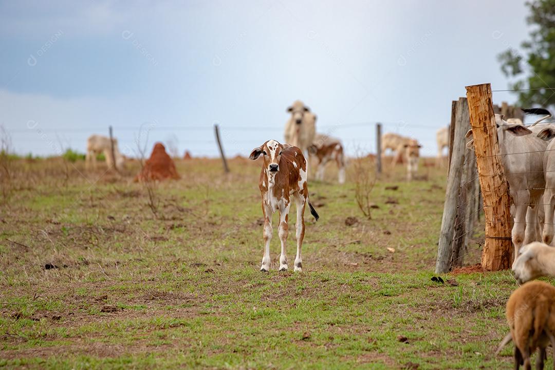 gado em um pasto verde na  fazenda