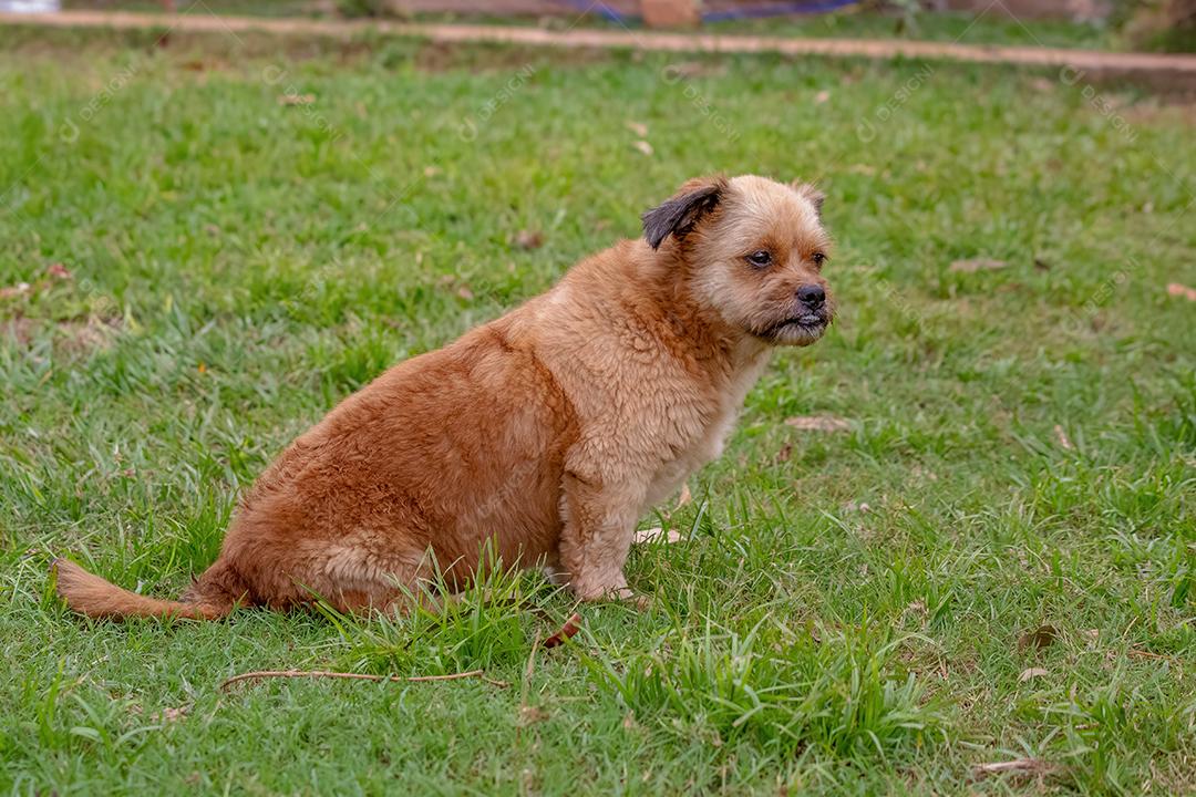 Cachorro doméstico em uma fazenda