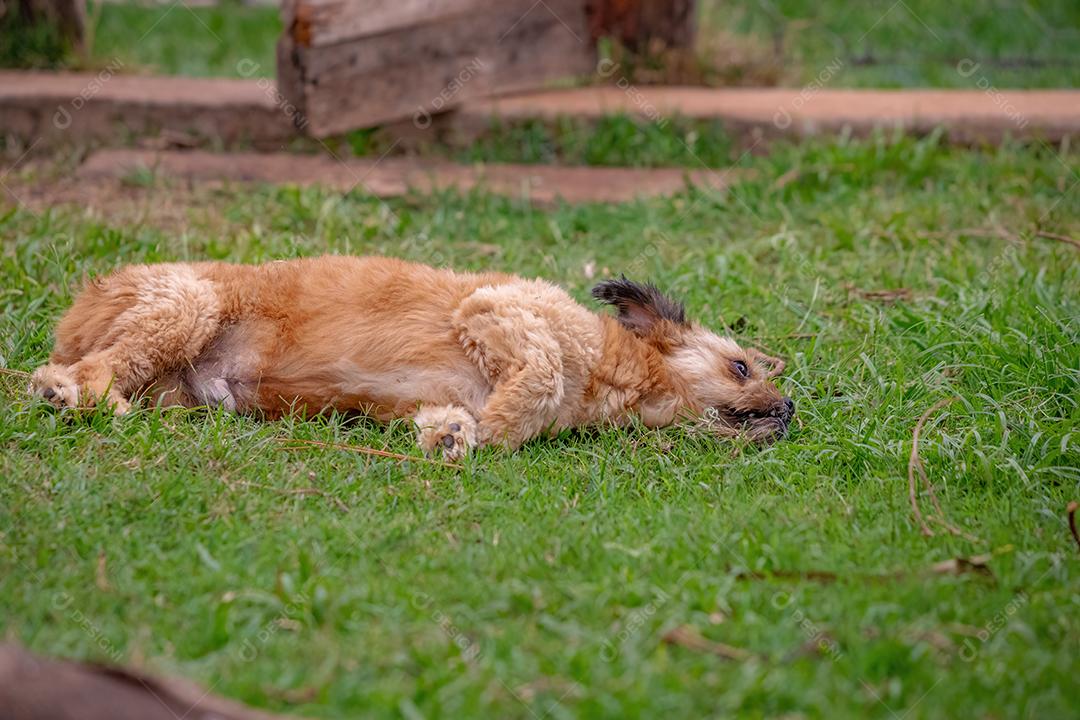 Cachorro doméstico em uma fazenda