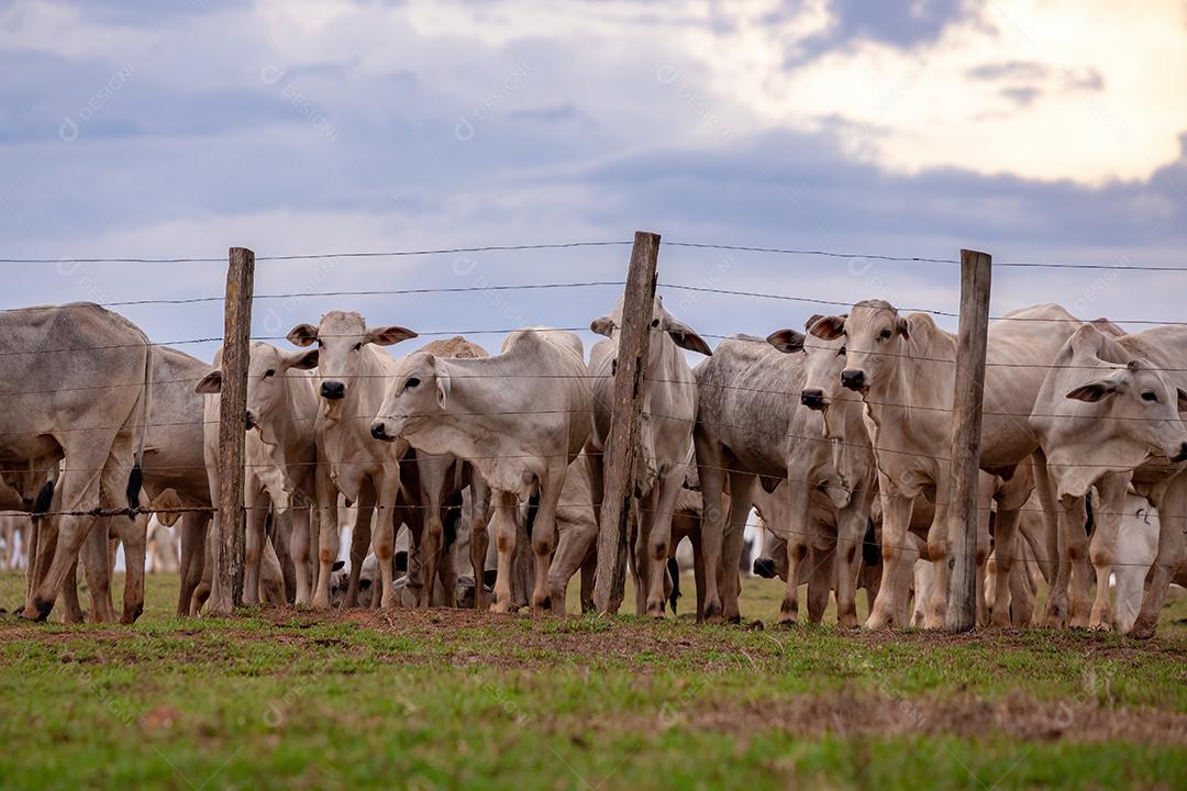 Grupo de vacas em uma área de pastagem