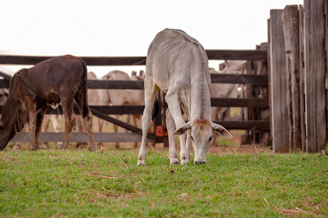 Grupo de vacas em uma área de pastagem