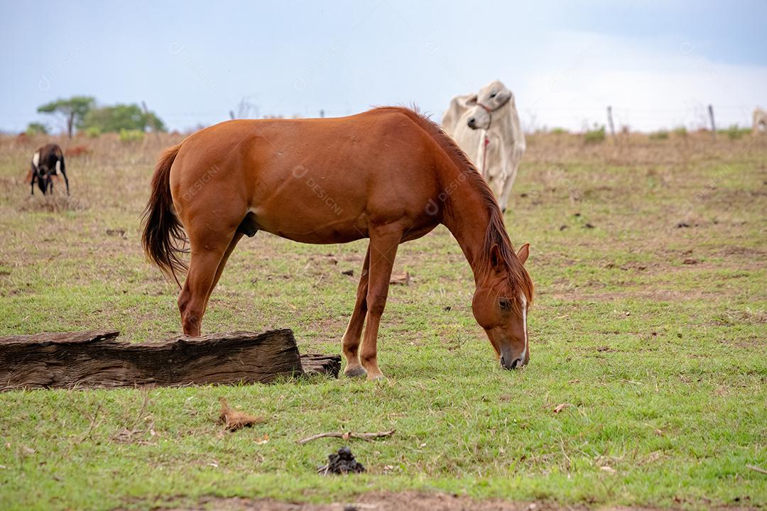 Cavalo descansando em uma área de pastagem