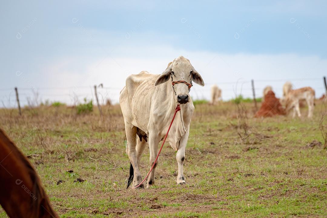 gado em um pasto verde na fazenda
