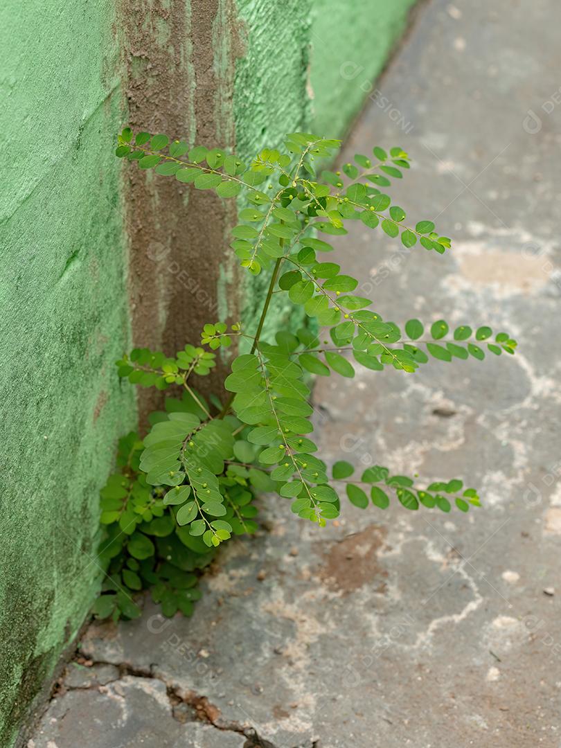 Pequena Planta verde  chamberbitter