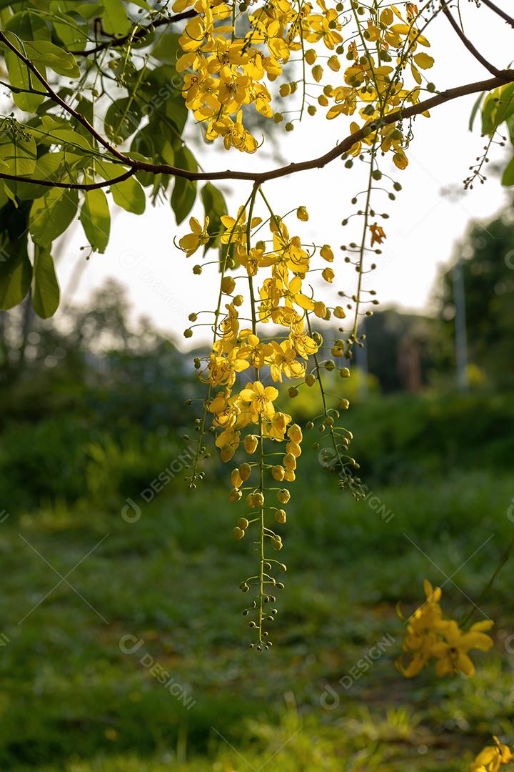 Flores amarelas da árvore da chuva dourada